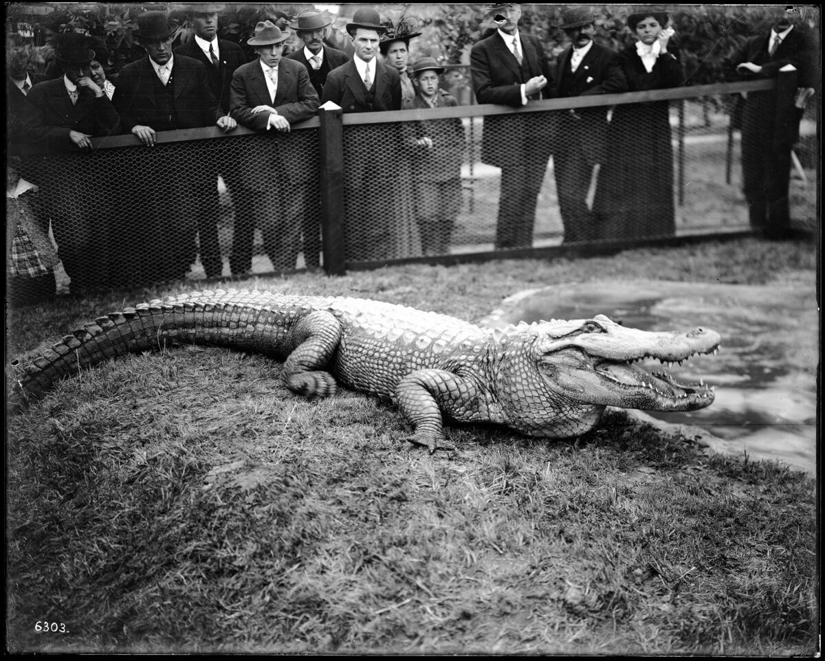 Large alligator with a crowd of spectators behind a fence at the California Alligator Farm