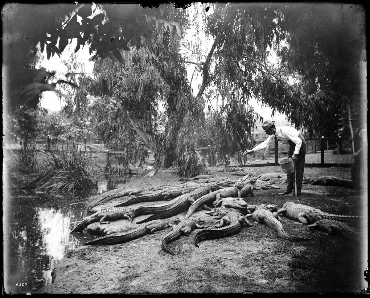 Man feeding a pile of alligators by a pond at the California Alligator Farm