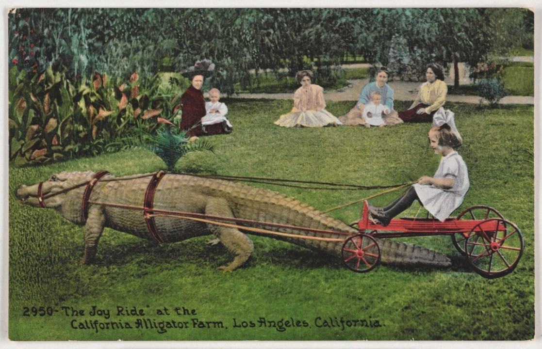 Colorized postcard of a girl riding a cart pulled by an alligator at the California Alligator Farm, Los Angeles