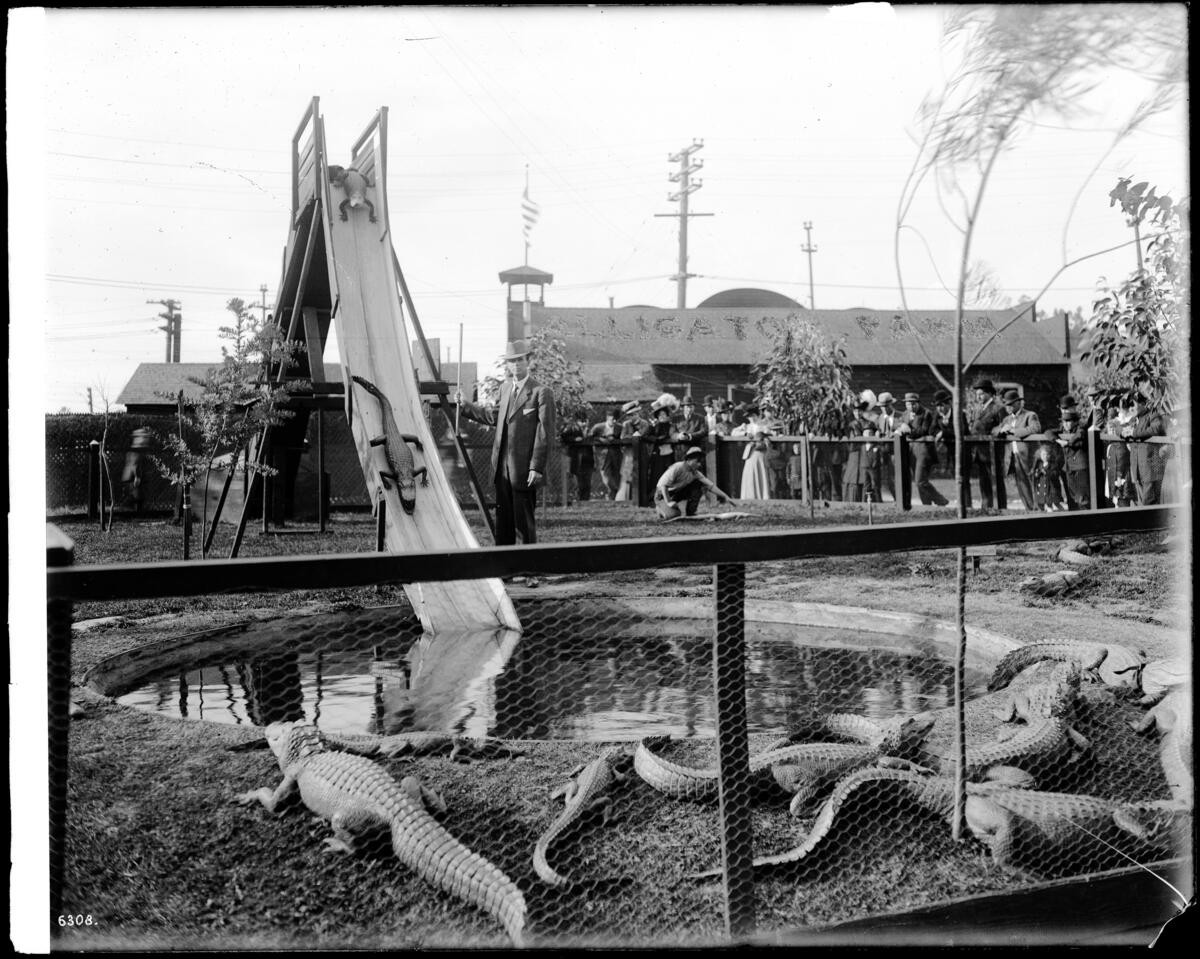 Alligators near a slide with spectators watching from behind a fence at the California Alligator Farm