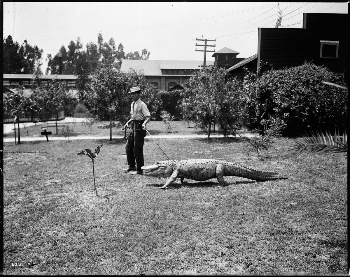 Man walking a large alligator on a leash at the California Alligator Farm